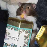 Ratbag's